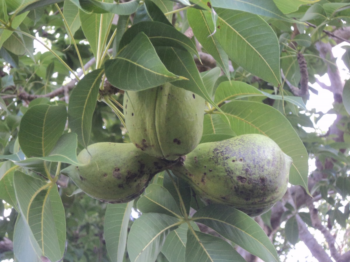 Sterculia foetida L.